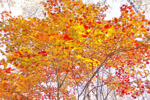 904544 (a): :2000x1333